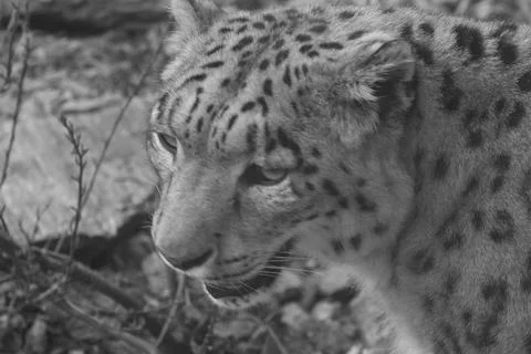 Snow leopard displays its unique spotted fur while observing its surroundings Stock Photos