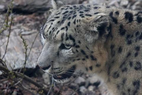 Snow leopard displays its unique spotted coat and intense gaze while resting  Stock Photos