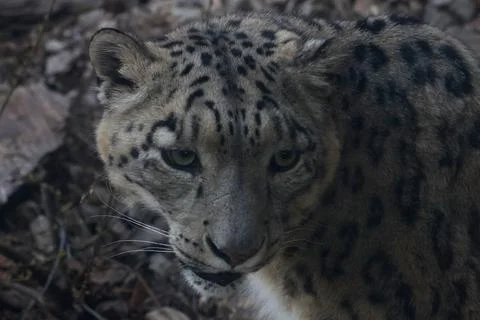 Snow leopard with distinctive rosette-patterned fur camouflaged among rocky t 스톡 사진