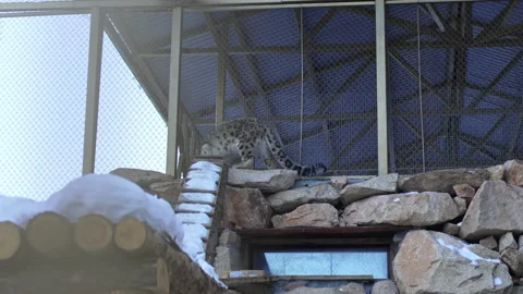 Snow leopard with dotted fur walks in spacious enclosure Stock Footage 319995002