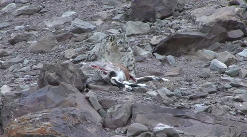 Snow Leopard drag blue sheep pray look around and feed high up in the mountain Stock Footage 54745309