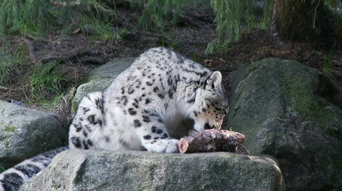 Snow leopard eating Stock Footage 661925