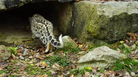 An snow leopard eating Stock Footage 258849768