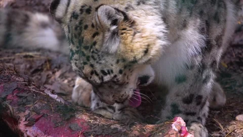 A snow leopard eating Stock Footage 270842646