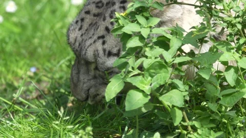 Snow Leopard Eating Grass for Digestion Stock Footage 307167727