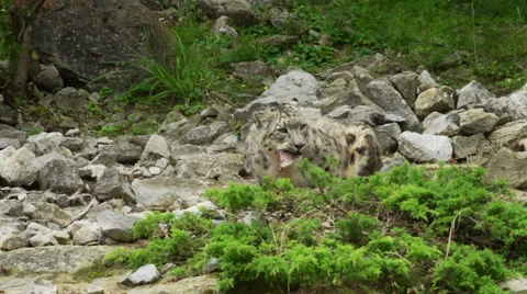Snow leopard eating meal Stock Footage 43692380