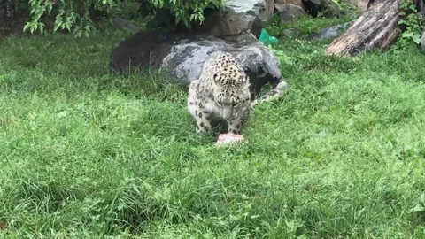 Snow Leopard eating meat Stock Footage 135418866