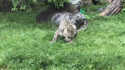 Snow Leopard eating meat Stock Footage 135418871
