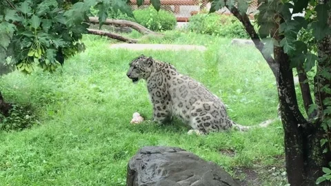 Snow Leopard eating meat Stock Footage 135418880