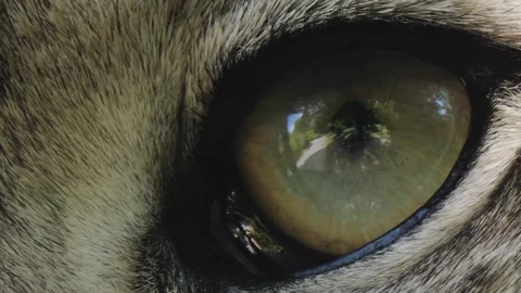  a Snow leopard eye  Stock Footage 244600696