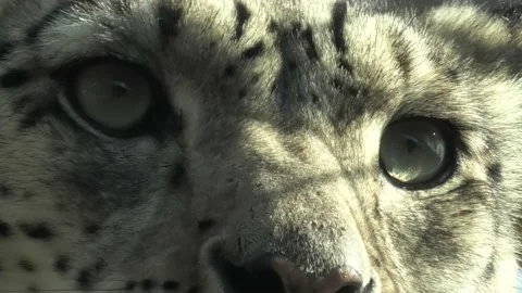 Snow leopard eyes close-up Stock Footage 187257721