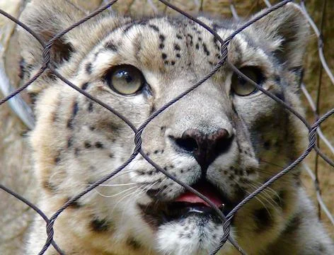 Snow Leopard face behind wire at zoo (close) Stock Photos