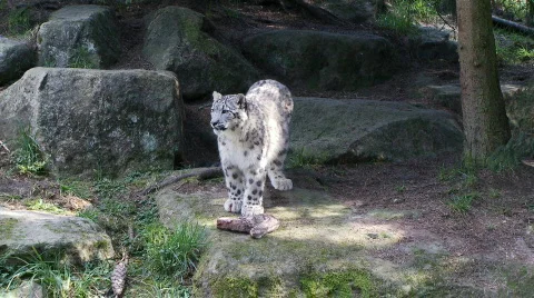 Snow leopard Stock Footage 661865