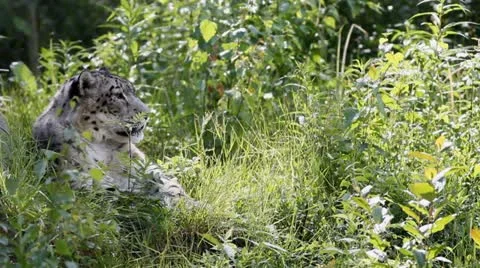 Snow Leopard Stock Footage 11431100