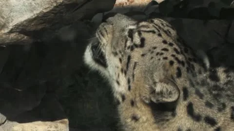 Snow leopard Stock Footage 21320388