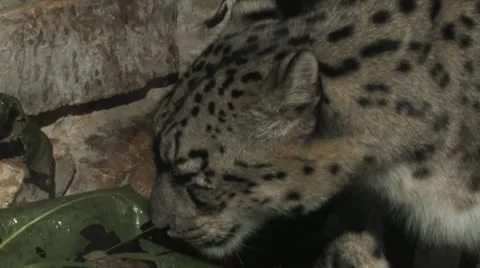 Snow leopard Stock Footage 21320394