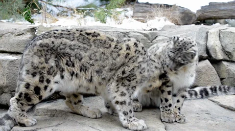 Snow leopard Stock Footage 32906493