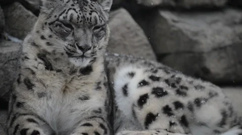 Snow leopard Stock Footage 34244303