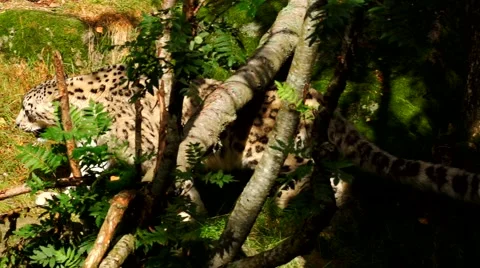 Snow leopard Stock Footage 45544319