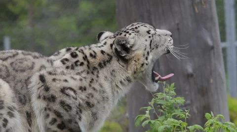 Snow leopard Stock Footage 51509832