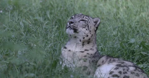 The snow leopard Stock Footage 115286488