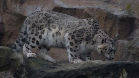 Snow Leopard Stock Footage 122325668