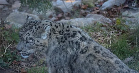 Snow leopard Stock Footage 234184770