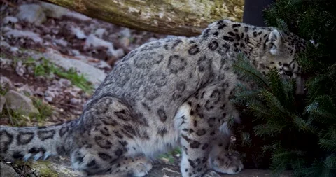 Snow leopard Stock Footage 234184888