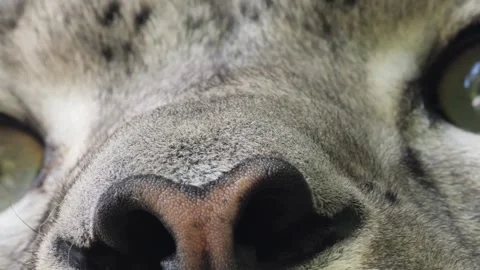 Snow leopard Stock Footage 244646450