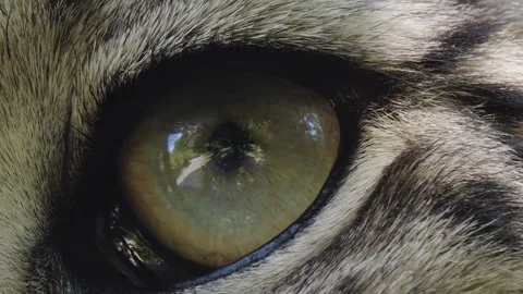 Snow leopard Stock Footage 244646516