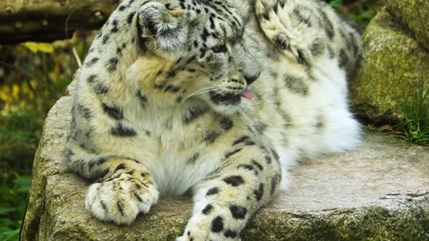 An snow leopard Stock Footage 258850057