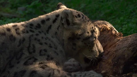Snow Leopard Stock Footage 287391393