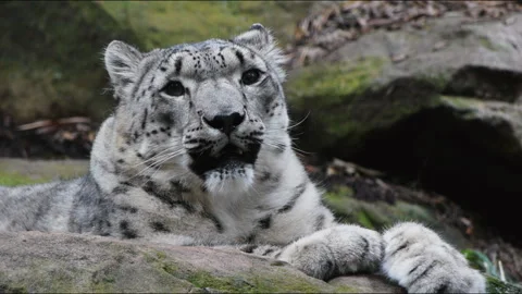 Snow leopard front view Stock Footage 132472022
