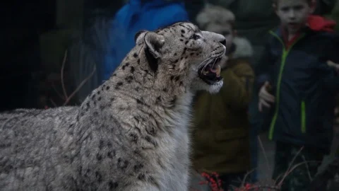 Snow leopard in front of zoo visitors Stock Footage 122325428