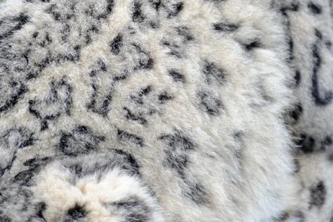 Snow leopard fur Stock Photos