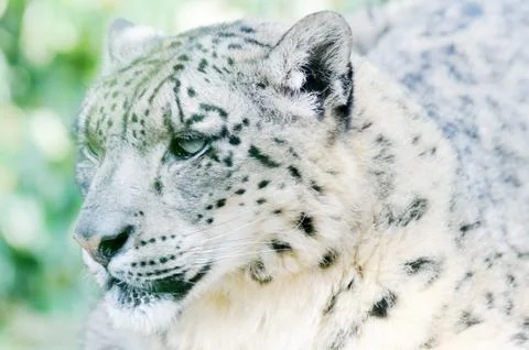 Snow leopard fur Stock Photos