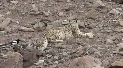 Snow Leopard get bitten by bird in tail and raise up and walk to Blue Sheep kill Stock Footage 54747677