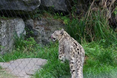 Snow leopard in the grass. Fotos de archivo