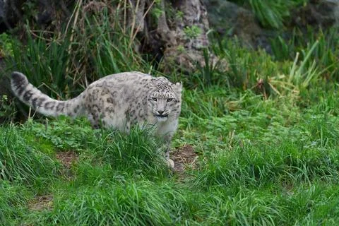 Snow leopard in the grass. Fotos de archivo