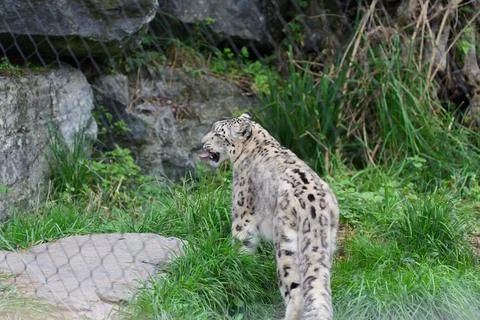 Snow leopard in the grass. Fotos de archivo
