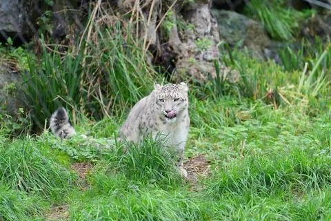 Snow leopard in the grass. Fotos de archivo