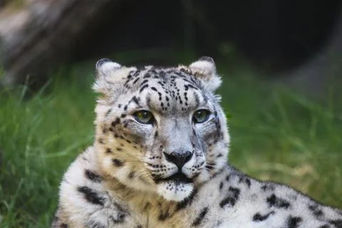 Snow leopard grass wood Stock Photos