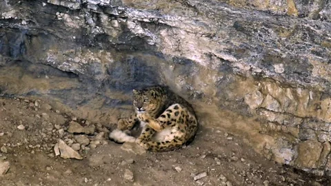 Snow Leopard Grooming Paw 4k Telephoto Shot of Panthera Uncia in Cave Stock Footage 338260847