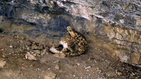 Snow Leopard Grooming in Rocky Himalayan Den Telephoto Lens 4k Footage 库存影片 338260738