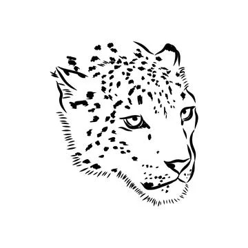 Snow leopard , hand drawn doodle, sketch in pop art style, vector illustratio Stock Illustration