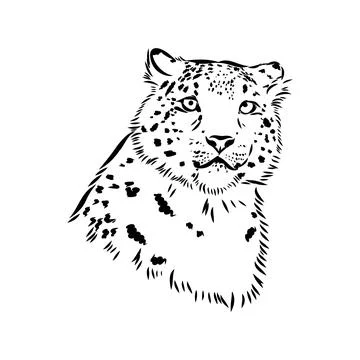 Snow leopard , hand drawn doodle, sketch in pop art style, vector illustratio Stock Illustration