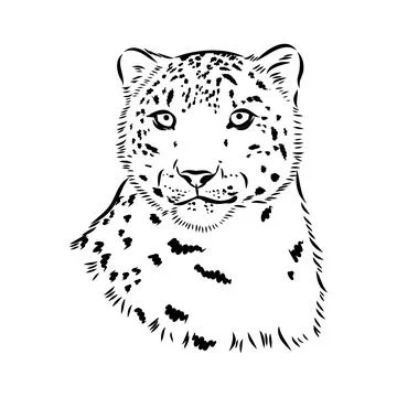 Snow leopard , hand drawn doodle, sketch in pop art style, vector illustratio Stock Illustration