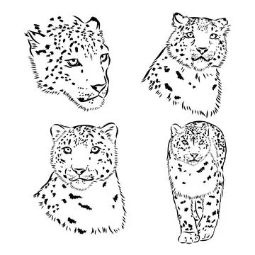Snow leopard , hand drawn doodle, sketch in pop art style, vector illustratio Stock Illustration