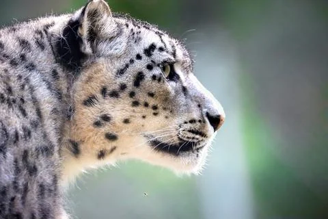 Snow leopard head closeup It is listed as Vulnerable on the IUCN Red List bec Stock Photos