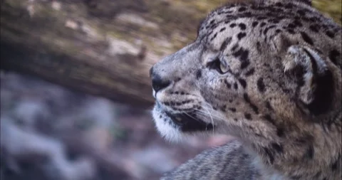 Snow leopard head  Stock Footage 236696117